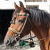 hitched bridle_gold_green