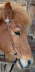 hitched_bridle_eagle_3